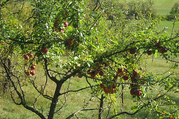 Stark behangene Apfelbäume sind in diesem Jahr ein seltener Anblick.