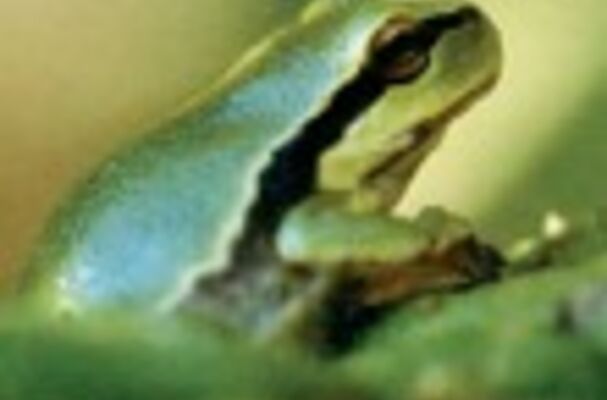 Frosch