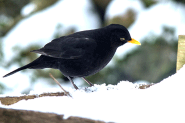 Amsel im Winter