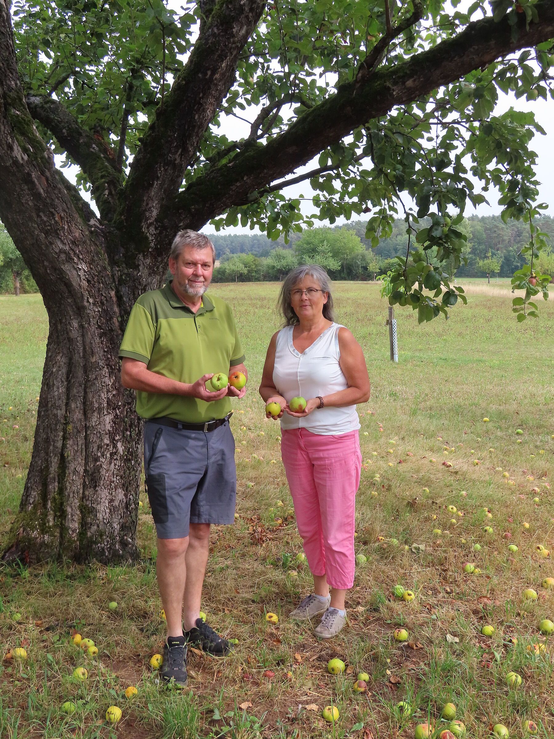 Jutta Grießer (hesselberger) und Helmut Altreuther (BN) an einem Apfelbaum mit viel Fallobst