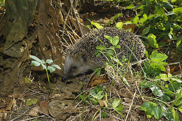 Igel im Garten