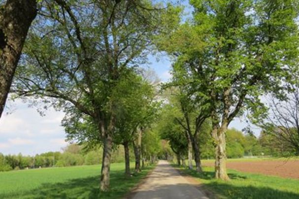 Mutschachweg