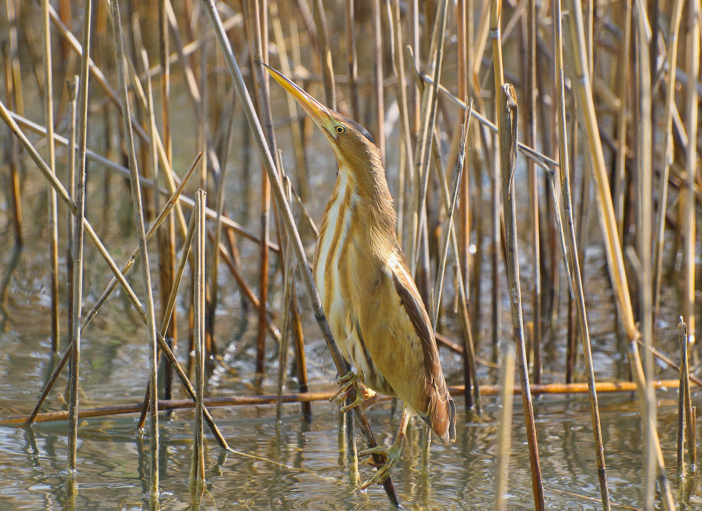 Rohrdommel