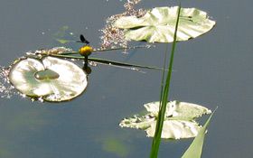 Libelle mit Teichrosen auf der Wörnitz