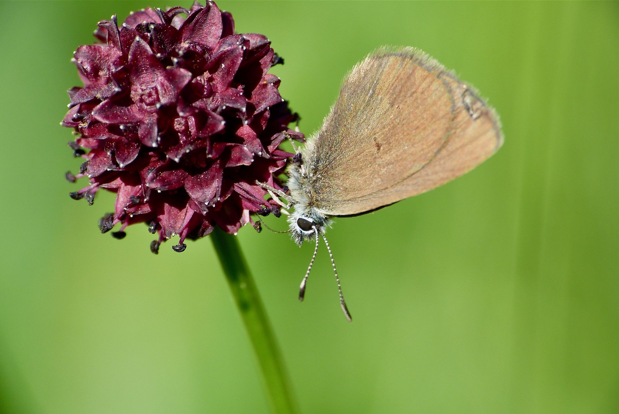 Maculinea nausithous